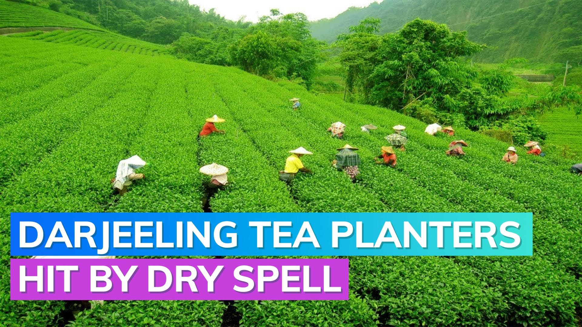 Darjeeling tea planters facing crop shortage amid dry spell and decreased demand  