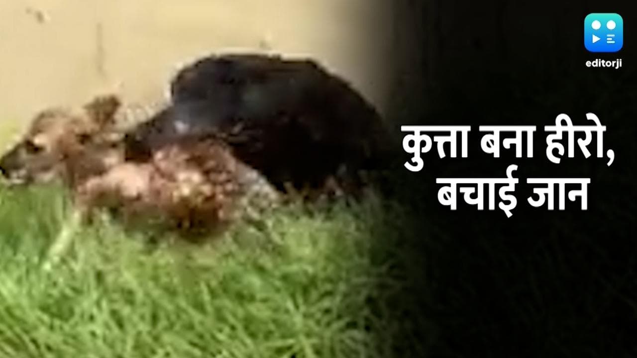 मौत के मुंह से हिरन को खींच लाया डॉगी, देखें बहादुरी से भरा Video