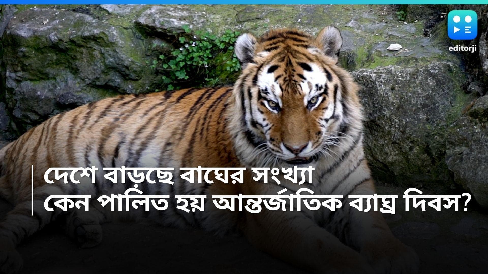 International Tiger Day 2024: দেশে বাড়ছে বাঘের সংখ্যা, জানুন আন্তর্জাতিক ব্যাঘ্র দিবসের গুরুত্ব