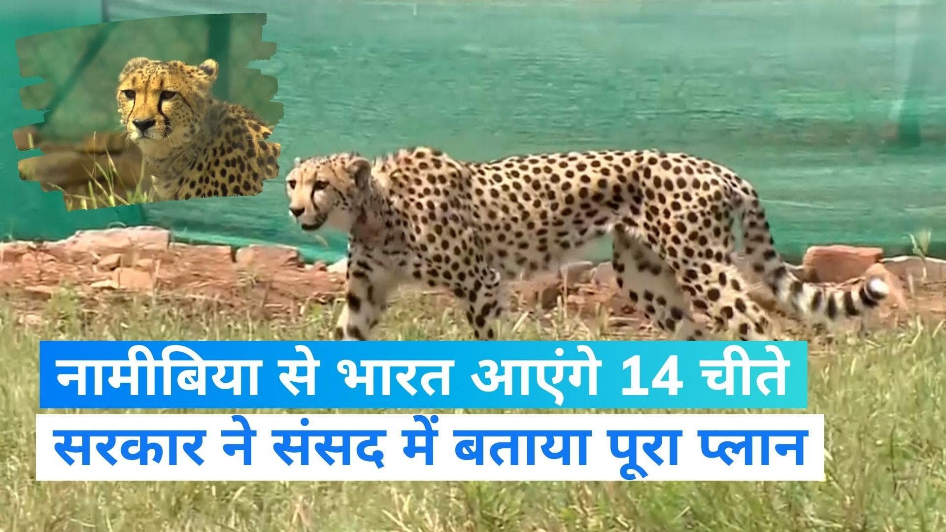 Project Cheetah: नामीबिया से फिर भारत आएंगे 14 चीते, अब किस राज्य में होगा इनका बसेरा?