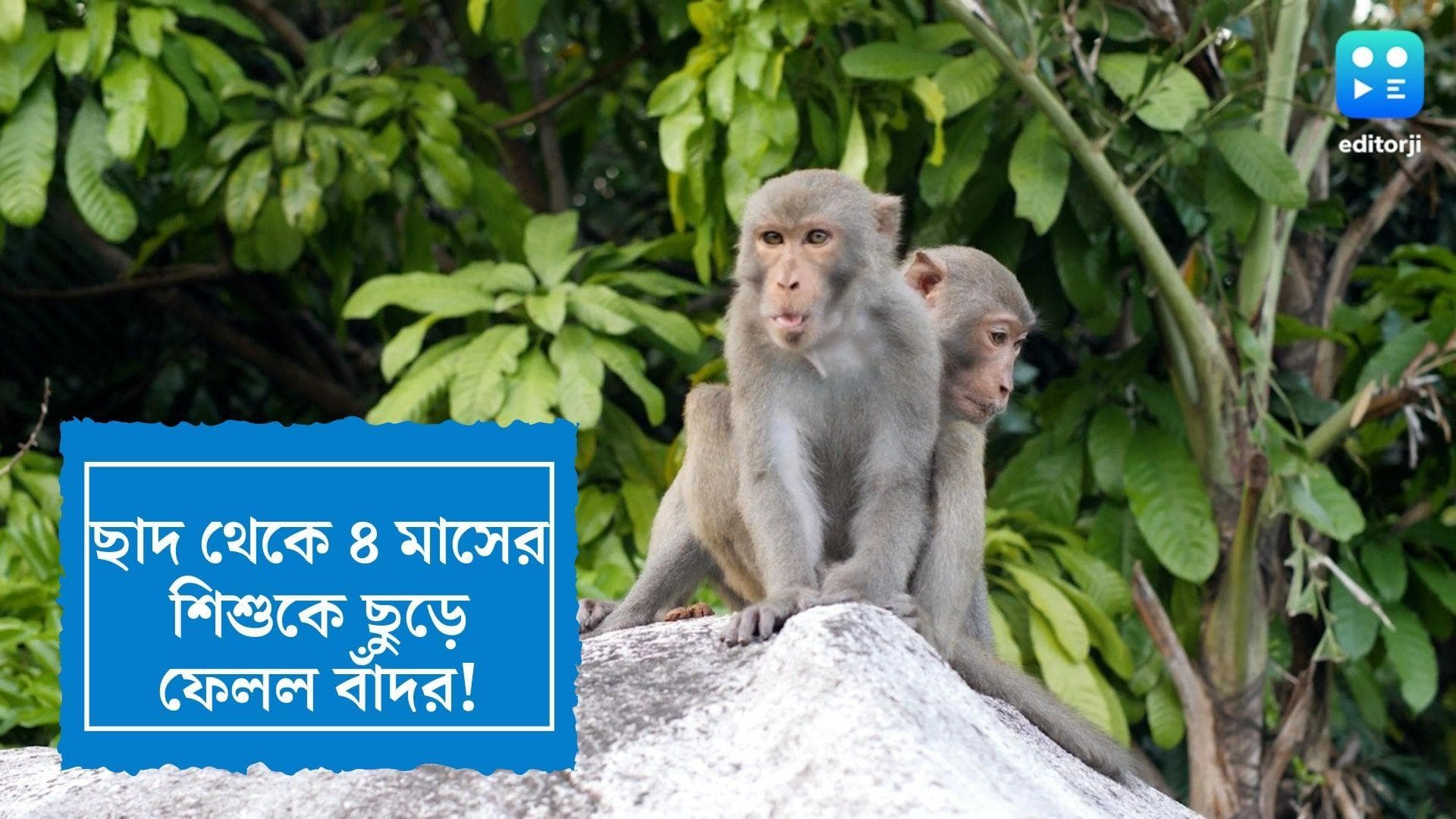Monkey threw 4 month old baby: তিনতলার ছাদ থেকে ৪ মাসের শিশুকে ছুড়ে ফেলল বাঁদর! ঘটনাস্থলেই মৃত্যু 