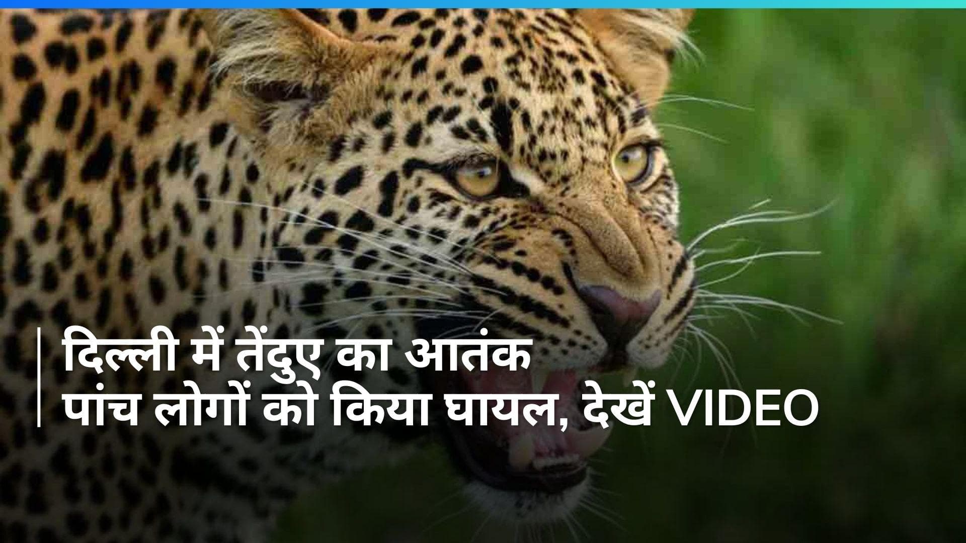 Delhi: दिल्ली में रूप नगर के एक मकान में घुसा तेंदुआ, पांच लोग घायल