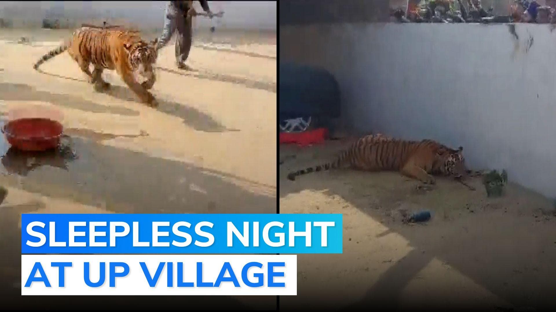 Tiger refuses to move from wall in UP, tranquilised by forest officers