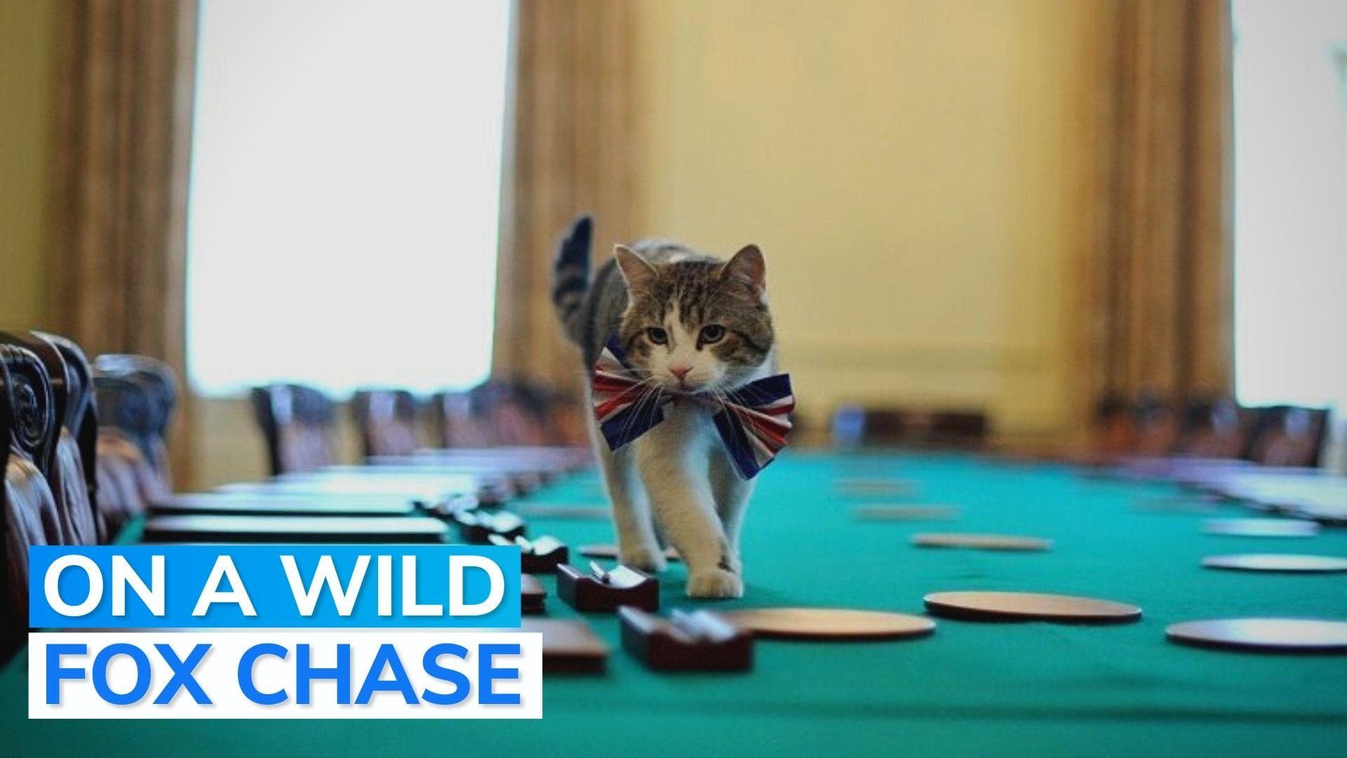 Watch: when Larry the Cat chased a fox down 10 Downing Street