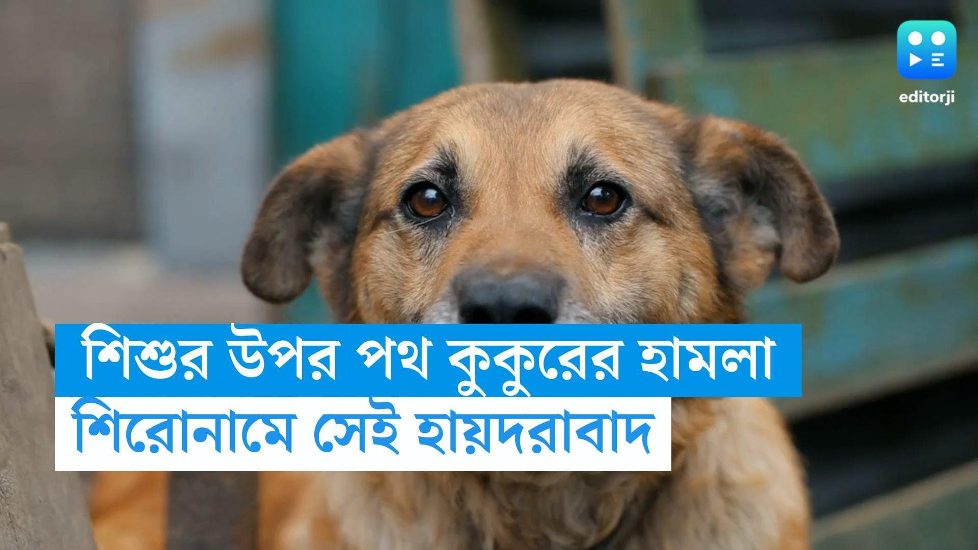 Dog Attacks : ১০ বছরের শিশুর উপর পথ কুকুরের হামলা, ফের শিরোনামে হায়দরাবাদ 