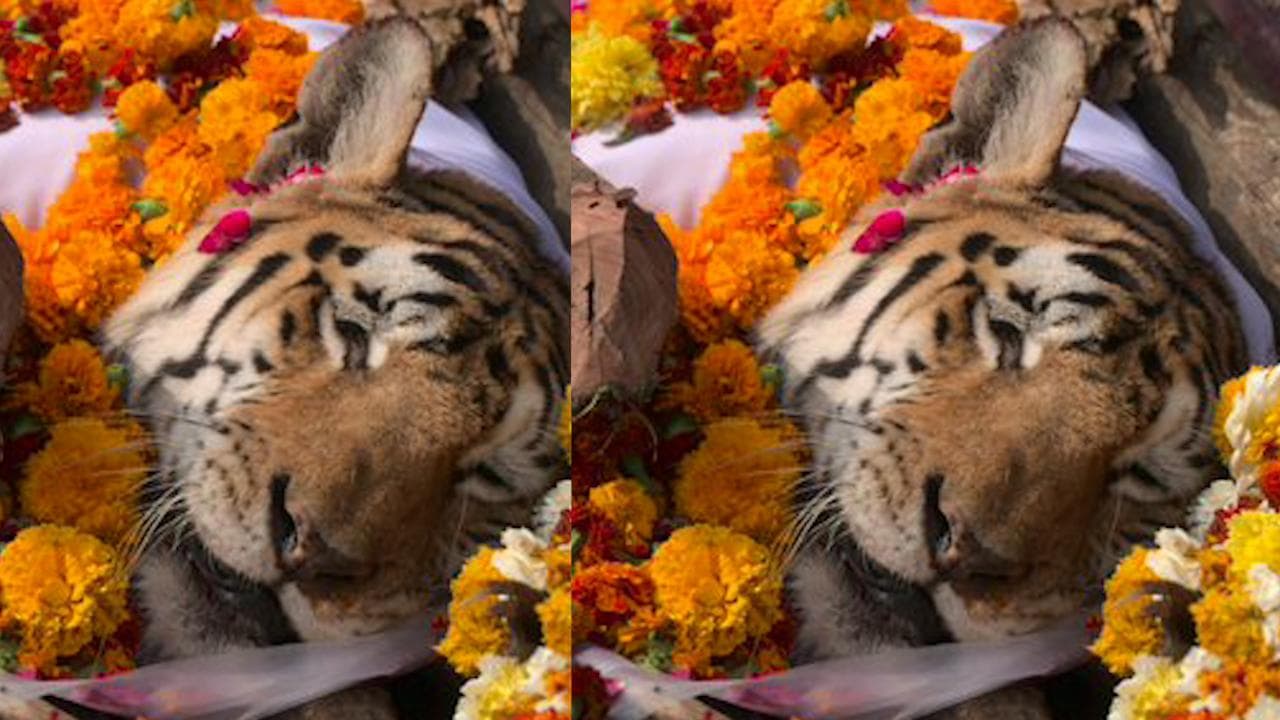 'Collarwali', India's 'supermom tigress' who gave birth to 29 cubs dies