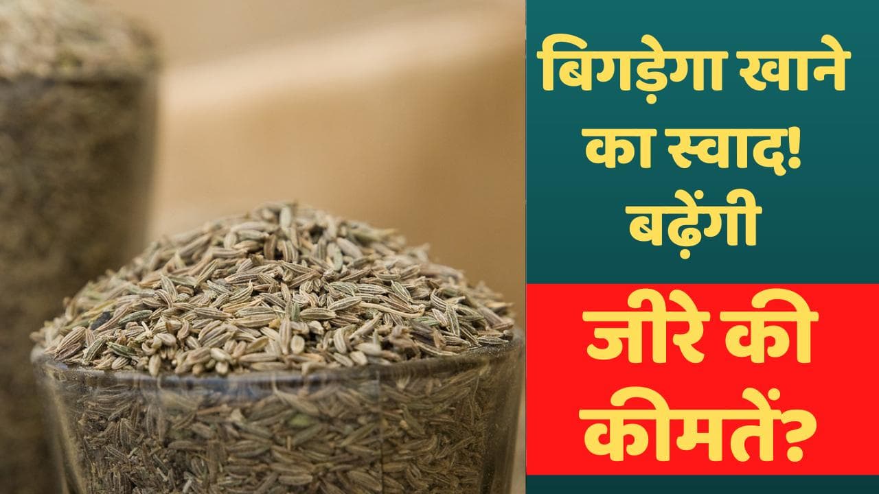 Cumin Price Hike: बिगड़ेगा खाने में तड़के का स्वाद! बढ़ने वाली है जीरे की कीमतें?