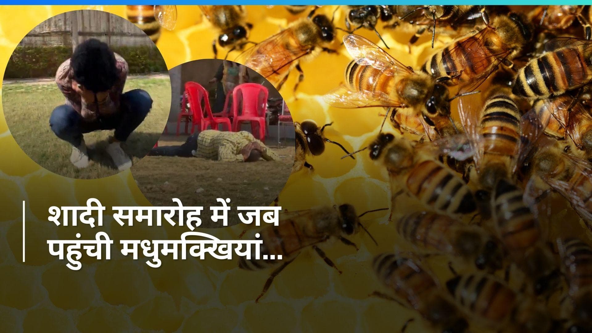 Viral Video: गुना के शादी समारोह में अचानक मधुमक्खियों ने किया तांडव, देखिए 