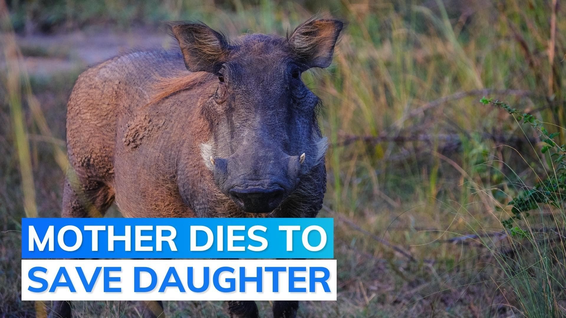 Woman fights wild boar to save 11-year-old daughter, dies in Chhattisgarh