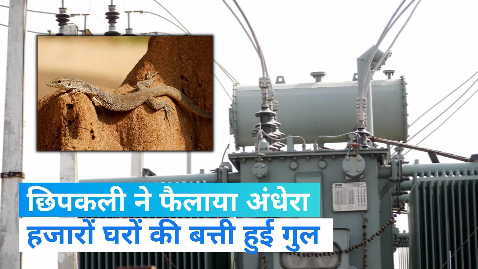 Chandauli News: छिपकली ने की हजारों घरों की गुल की बिजली, जानिए कहां का है 'अनोखा' मामला?