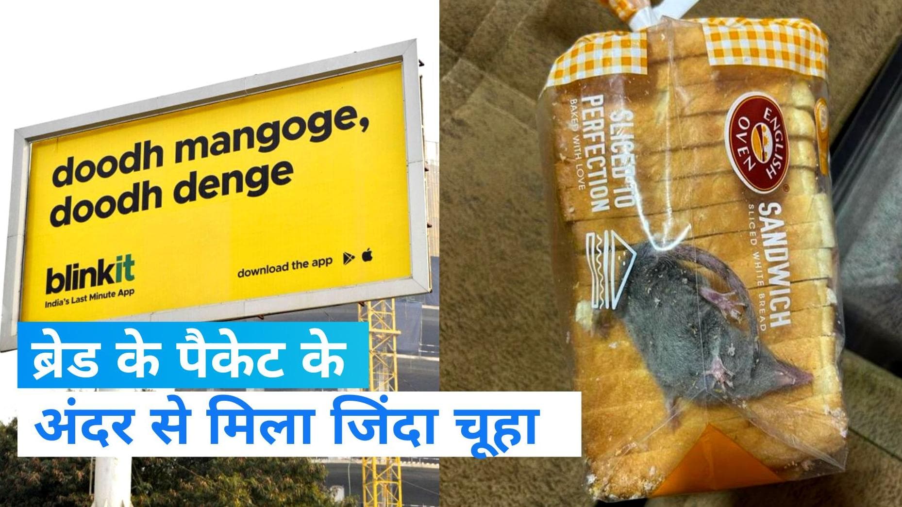 Blinkit: कस्टमर को ब्रेड के पैकेट में मिला जिंदा चूहा, ब्लिंकइट ऐप से मंगवाई थी ब्रेड