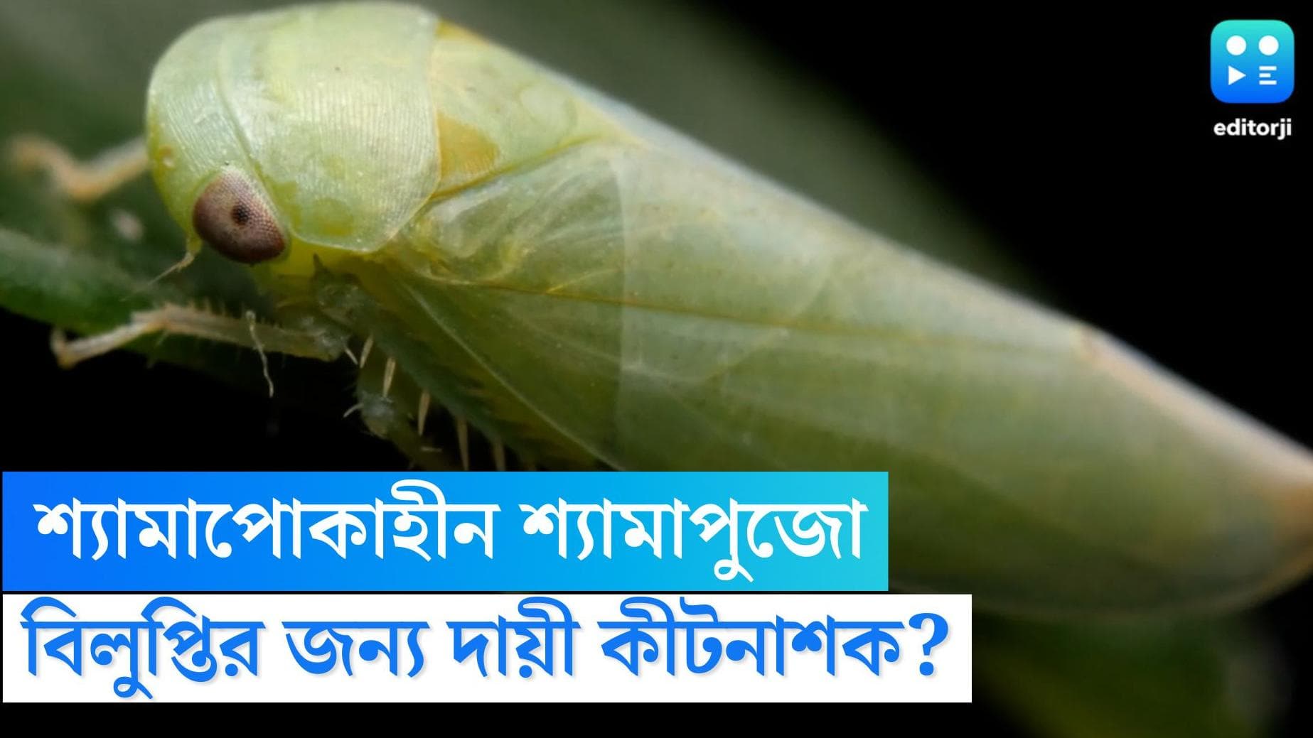 Shyama poka: শ্যামা পুজো পেরিয়ে গেল, শ্যামা পোকারা কই? বিলুপ্তির জন্য দায়ী কীটনাশকই?