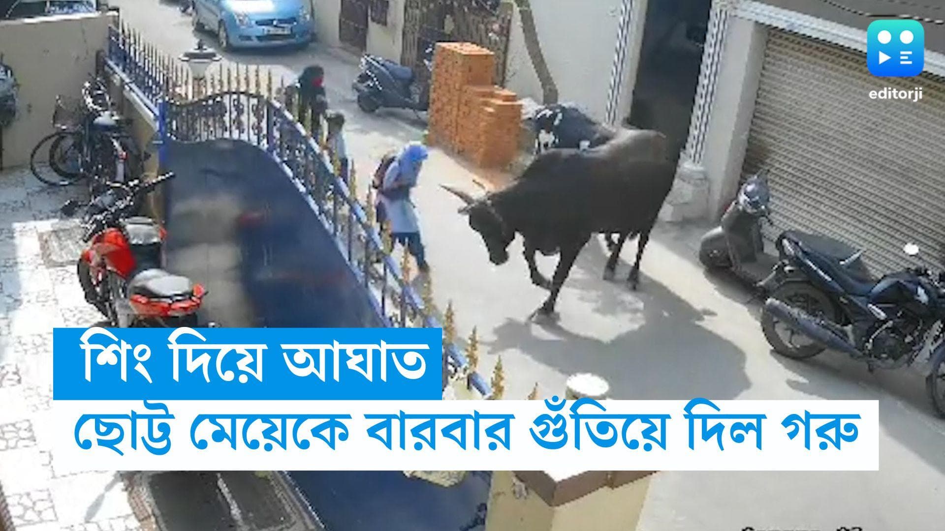 Chennai Cow Attack: ভয়াবহ দৃশ্য! স্কুল পড়ুয়াকে শিং তুলে আছাড়, মাটিতে ফেলে ক্রমাগত গুঁতিয়ে গেল গরু
