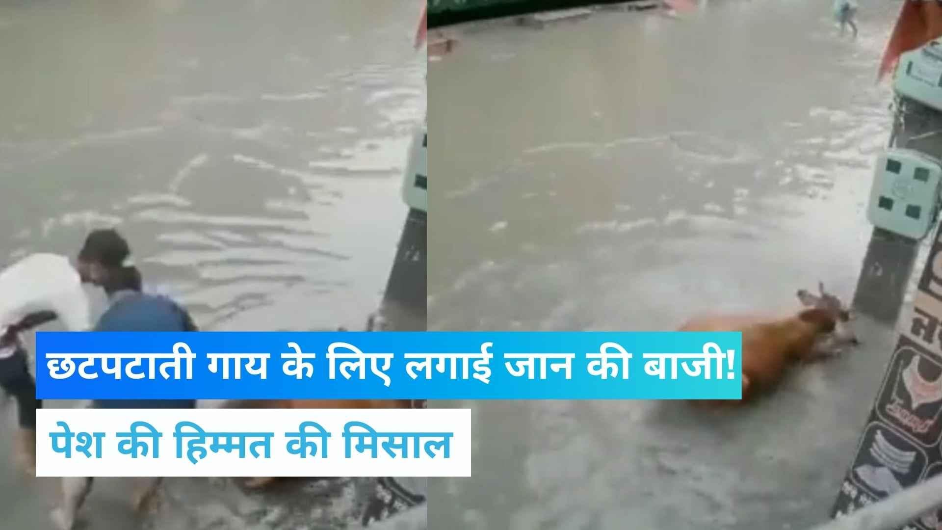 Punjab News: गाय को लगा करंट, शख्स ने घुटनों तक पानी में डूबकर बचाया