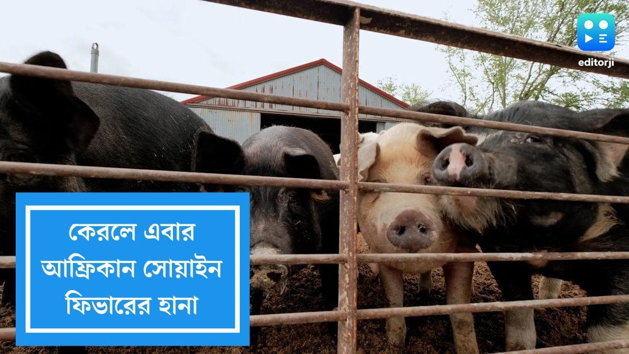 African Swine Flue in Kerala: কেরলে এবার আফ্রিকান সোয়াইন ফিভারের হানা, এই ভাইরাসের কোনও প্রতিষেধক নেই 