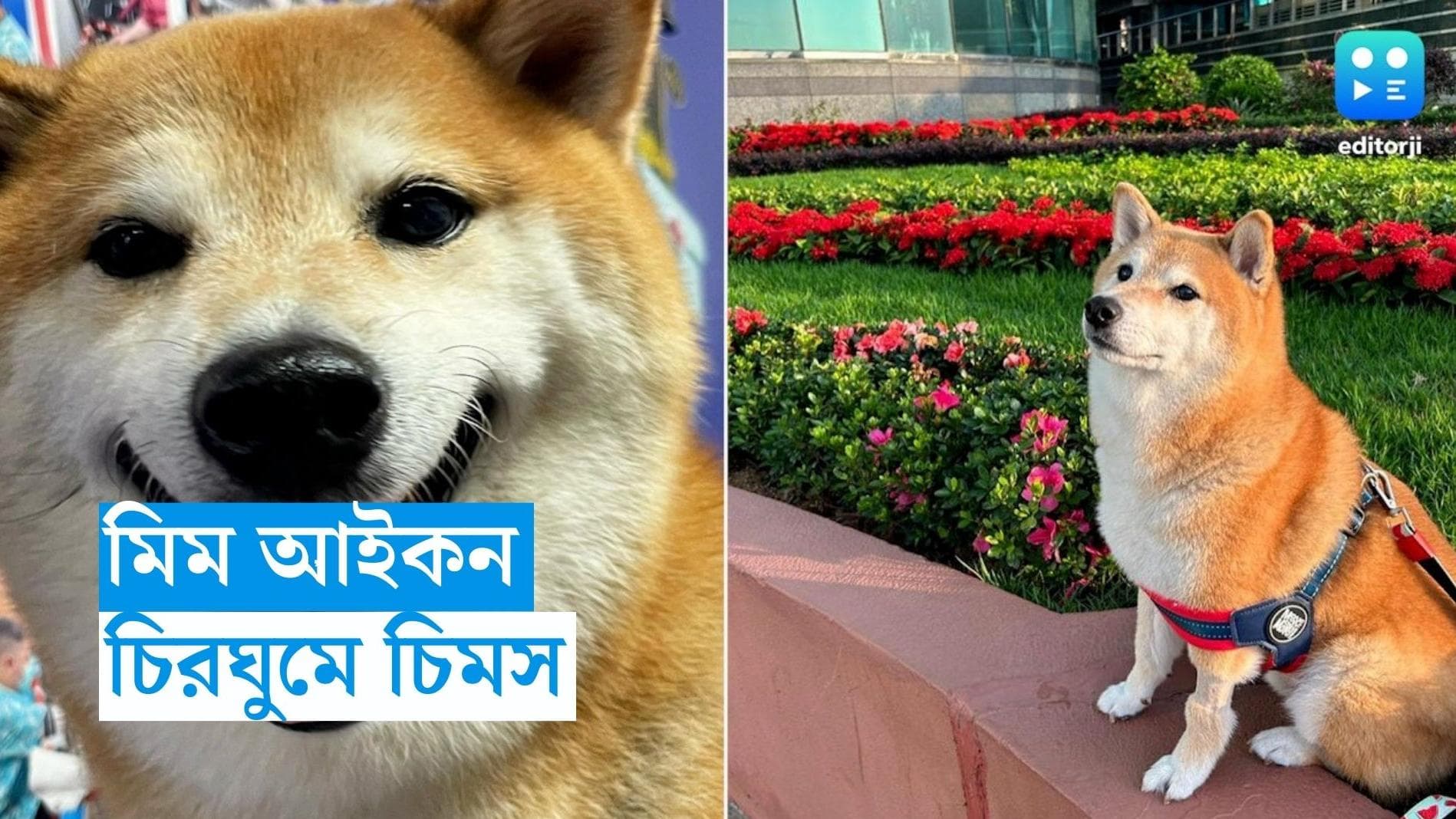 Viral Meme Dog Death: হাসিমাখানো মুখে মিমের ছড়াছড়ি, সকলকে কাঁদিয়ে বিদায় নিল প্রিয় কুকুর চিমস 