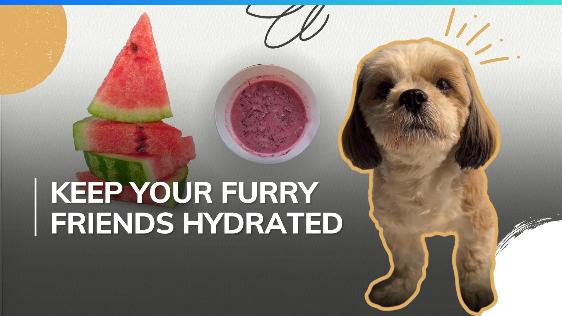 Summer drink for your furry friend! Here is a 10 minute watermelon-cucumber recipe 