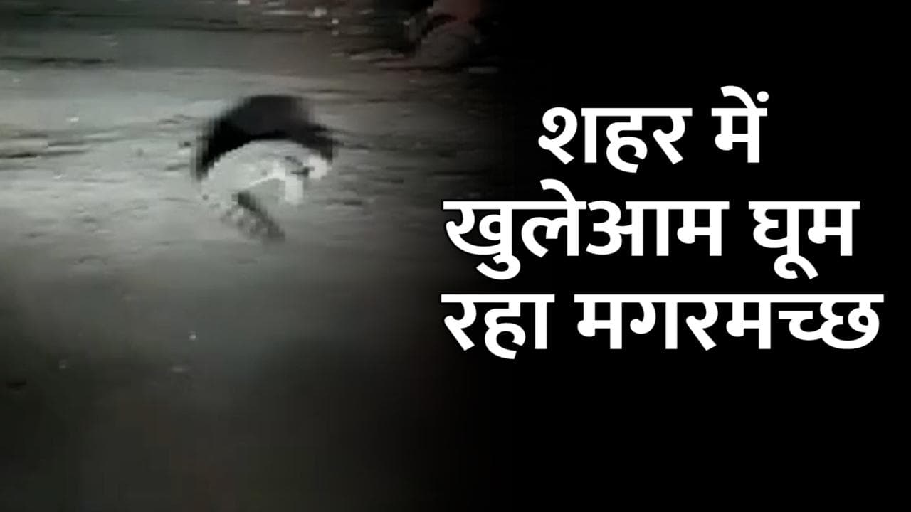 Vadodara: शहर की सड़कों पर मगरमच्छ, कड़ी मशक्कत के बाद किया गया रेस्क्यू
