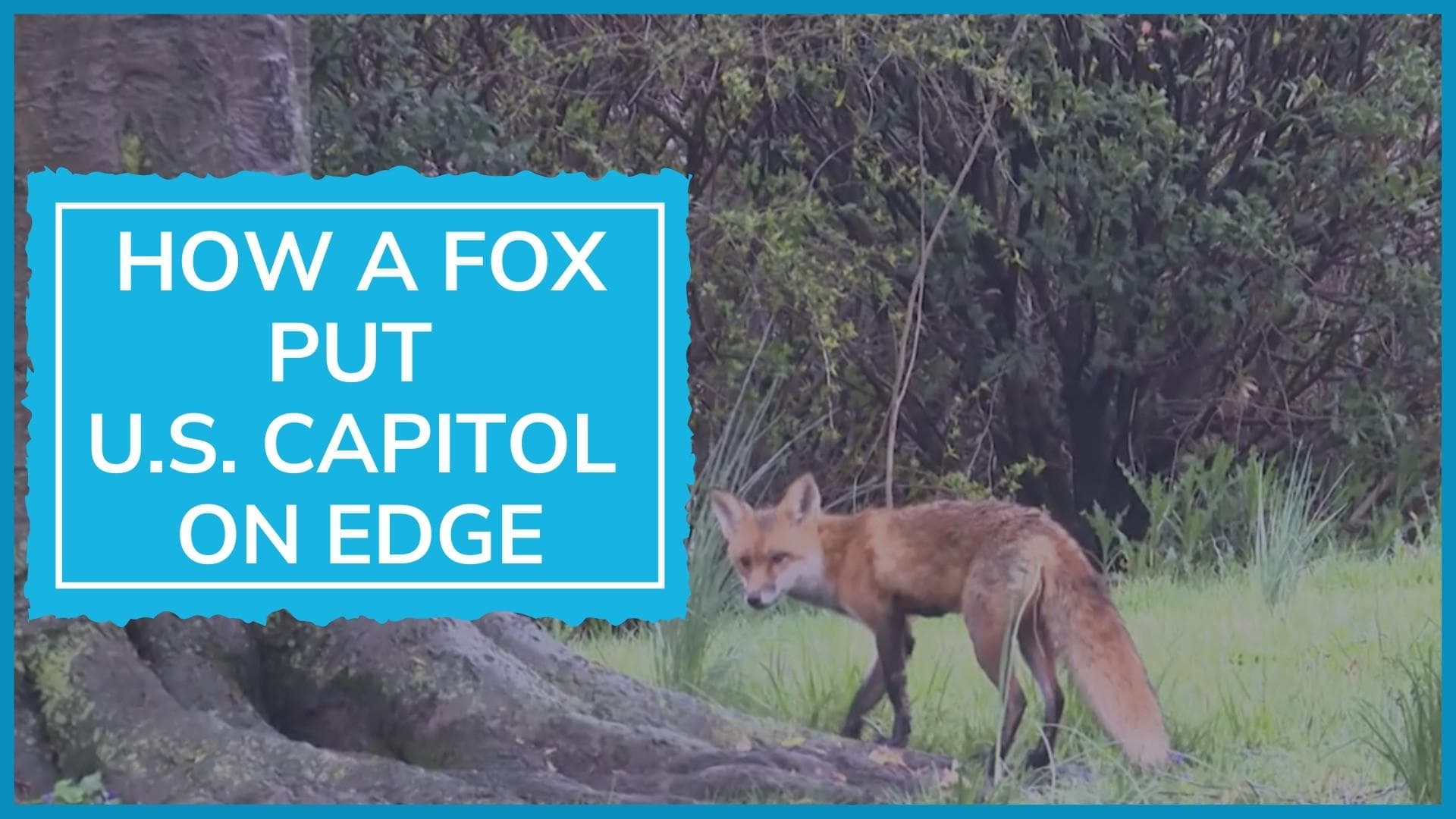 USA: Watch how a fox put seat of American govt, Capitol Hill, on alert