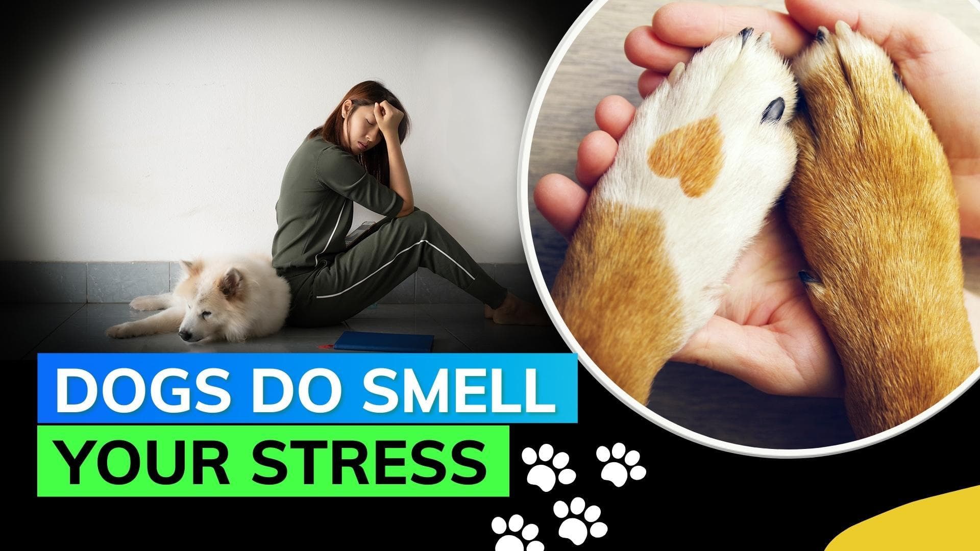 Wondering why your dog also gets sad when you are stressed? Study found out why