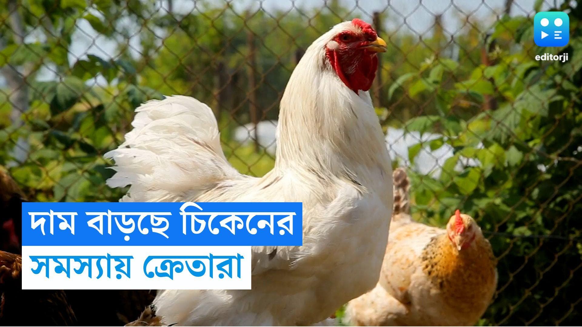 Chicken Price Hike: সামনেই বড়দিন, তার আগেই মুরগির মাংসের দাম বৃদ্ধি, নাজেহাল ক্রেতারা