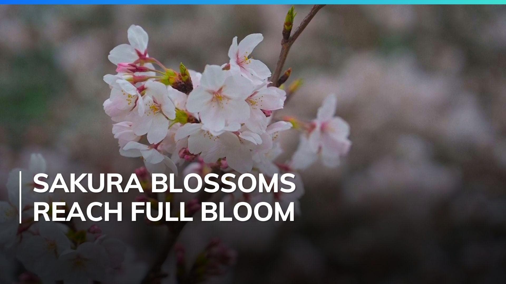 Watch: thousands brave chilly winter to witness Tokyo cherry bloom