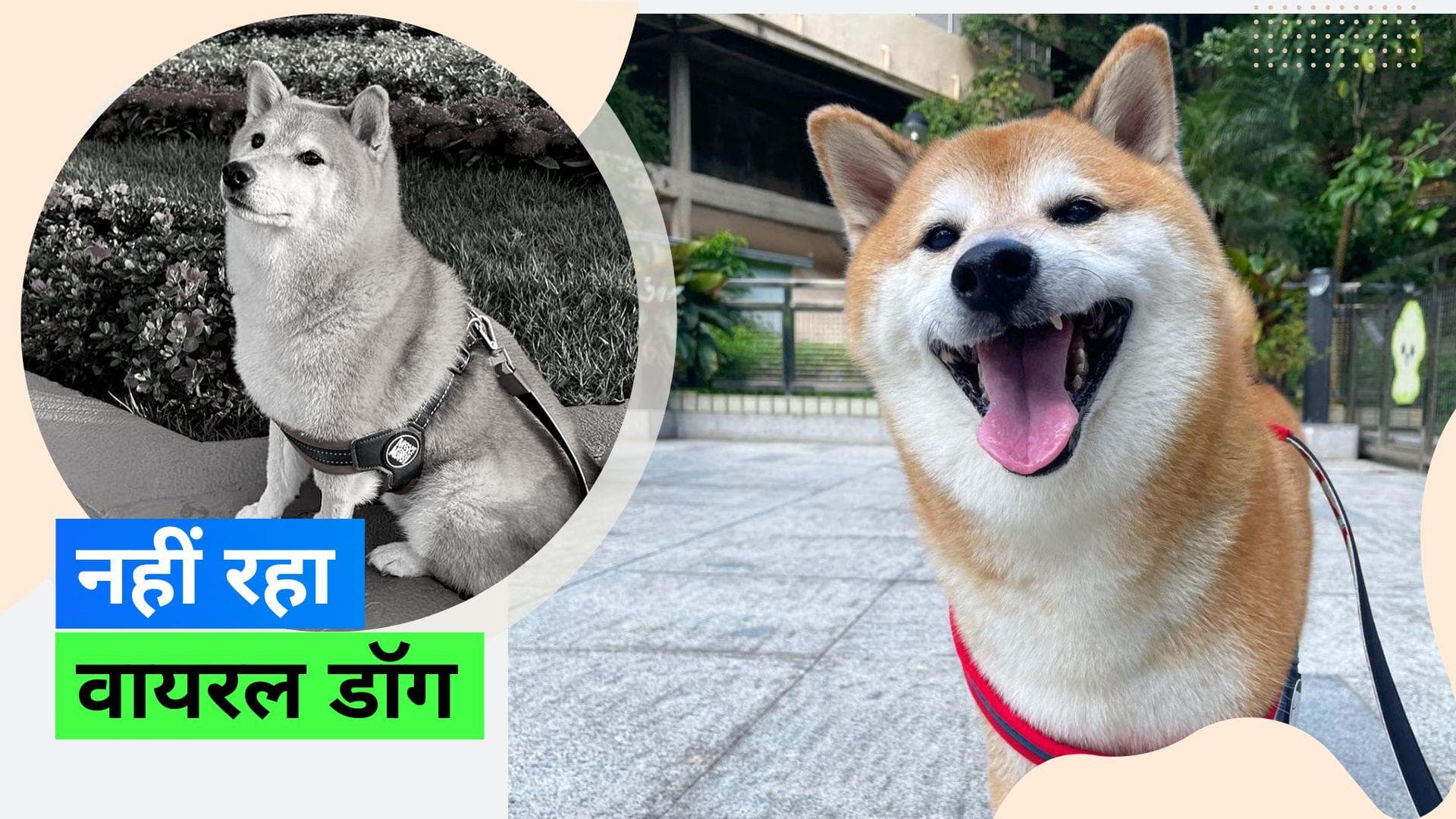 Cheems Death: वायरल मीम्स में दिखने वाले कुत्ते की मौत, उदास हुए फैंस 