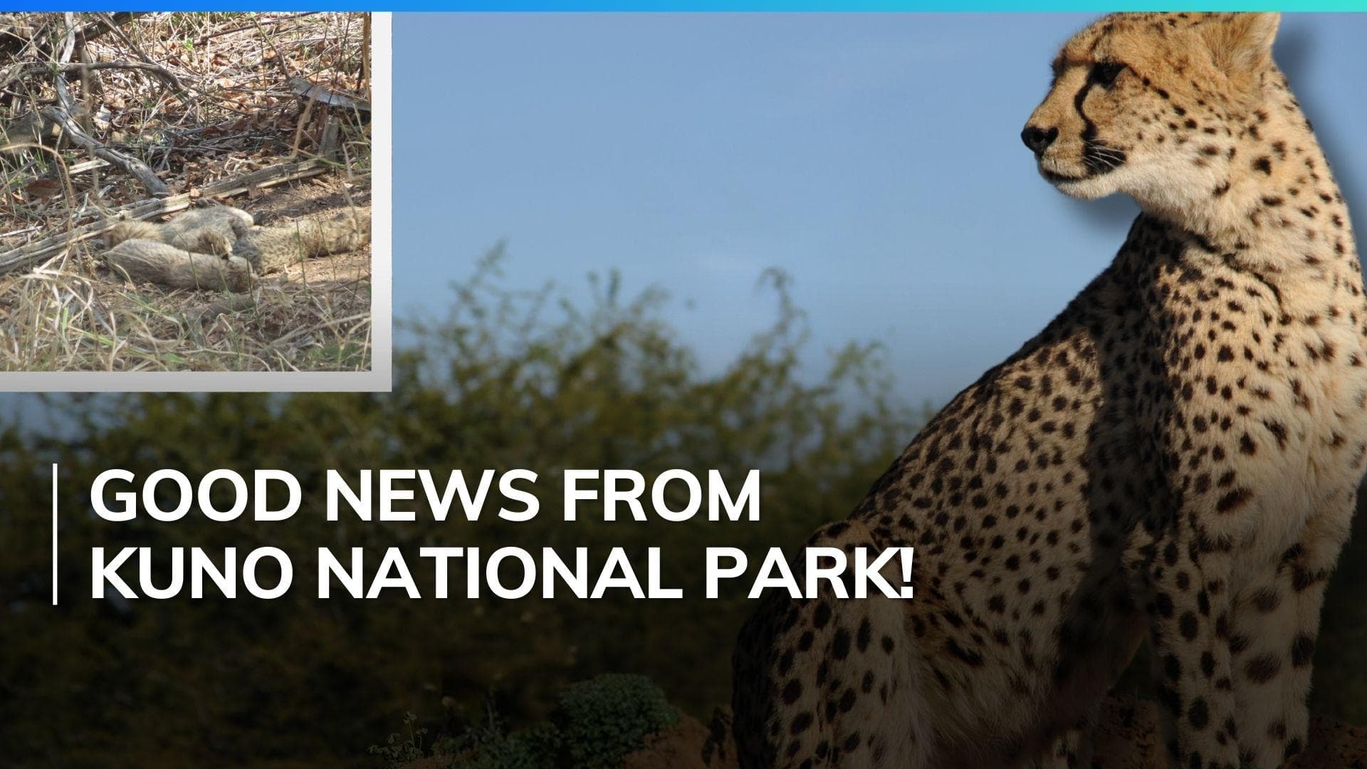 Kuno National Park: 5 cubs born to South African Cheetah ‘Gamini’