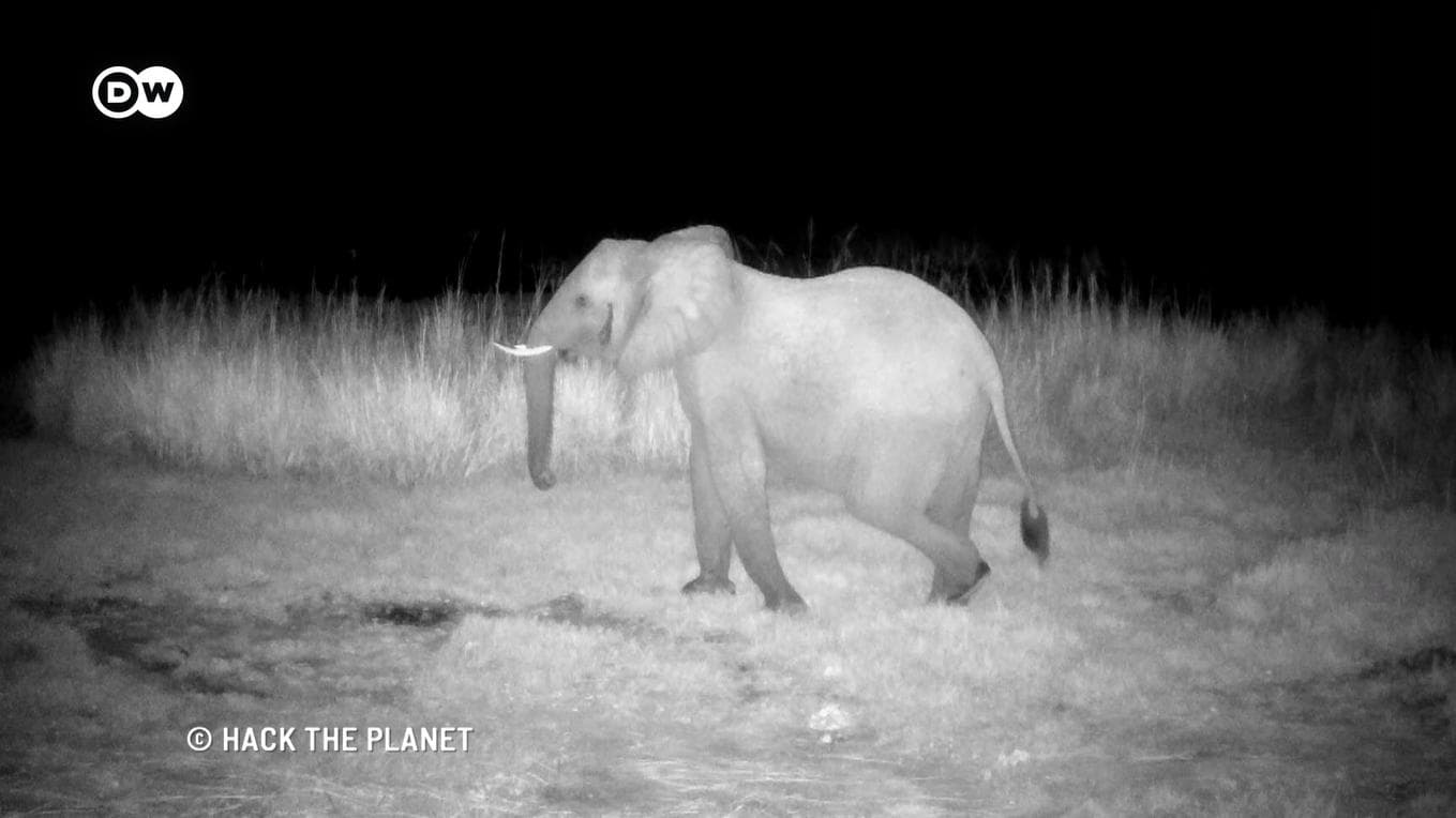 Saving elephants with AI camera traps