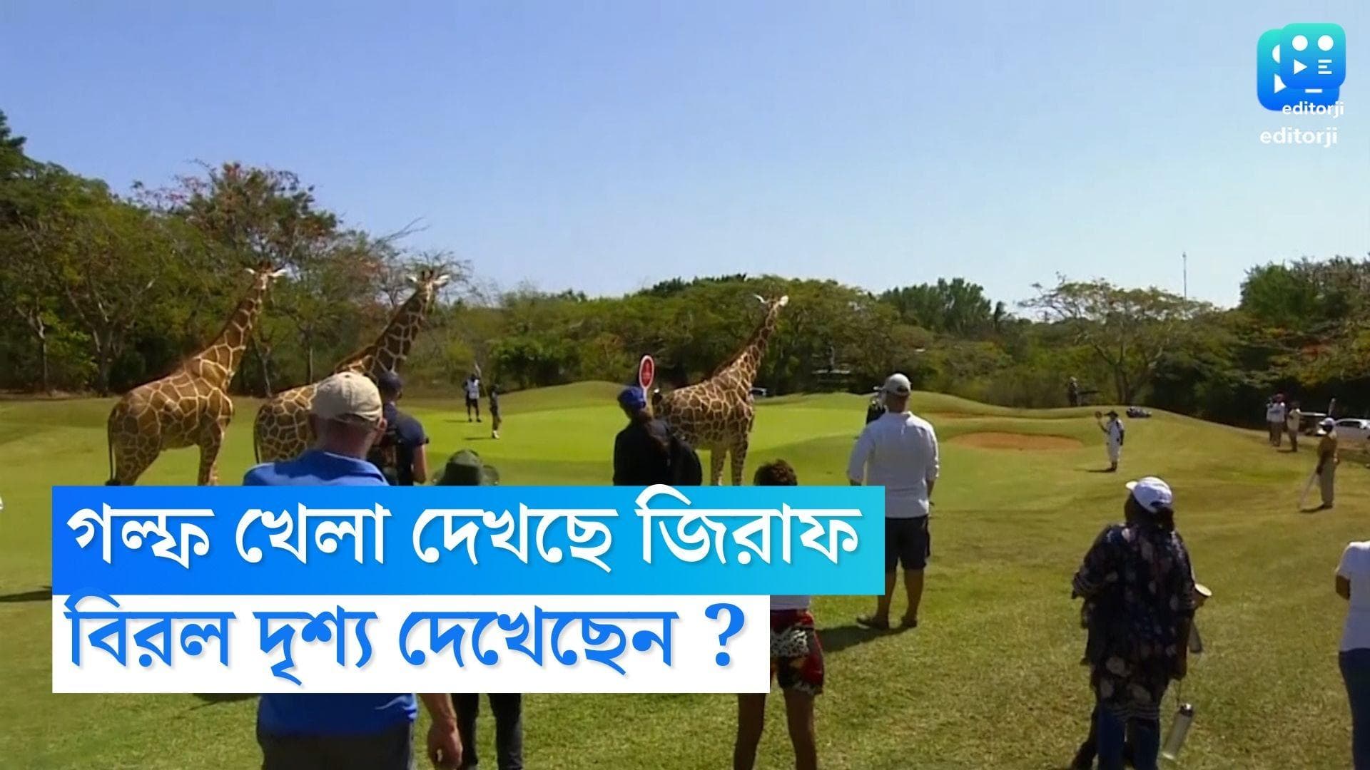 Giraffe Watching Golf : গল্ফ খেলা দেখছে জিরাফ ! কেনিয়া ওপেনে অদিতি অশোকের ইতিহাস সৃষ্টির সাক্ষ্মী