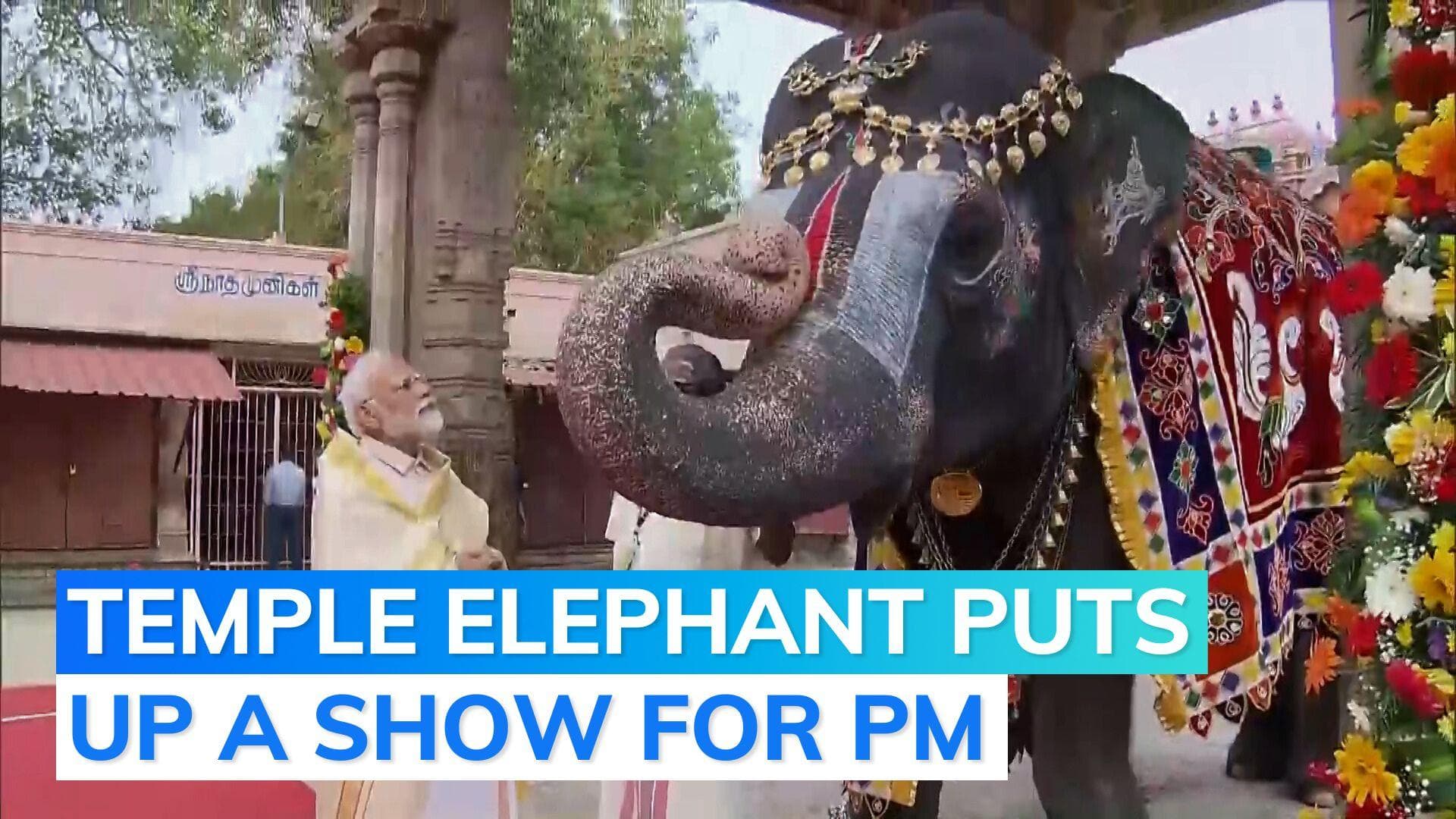 Watch: Elephant plays mouth organ in front of PM Modi at Tamil Nadu temple, wins people's hearts  