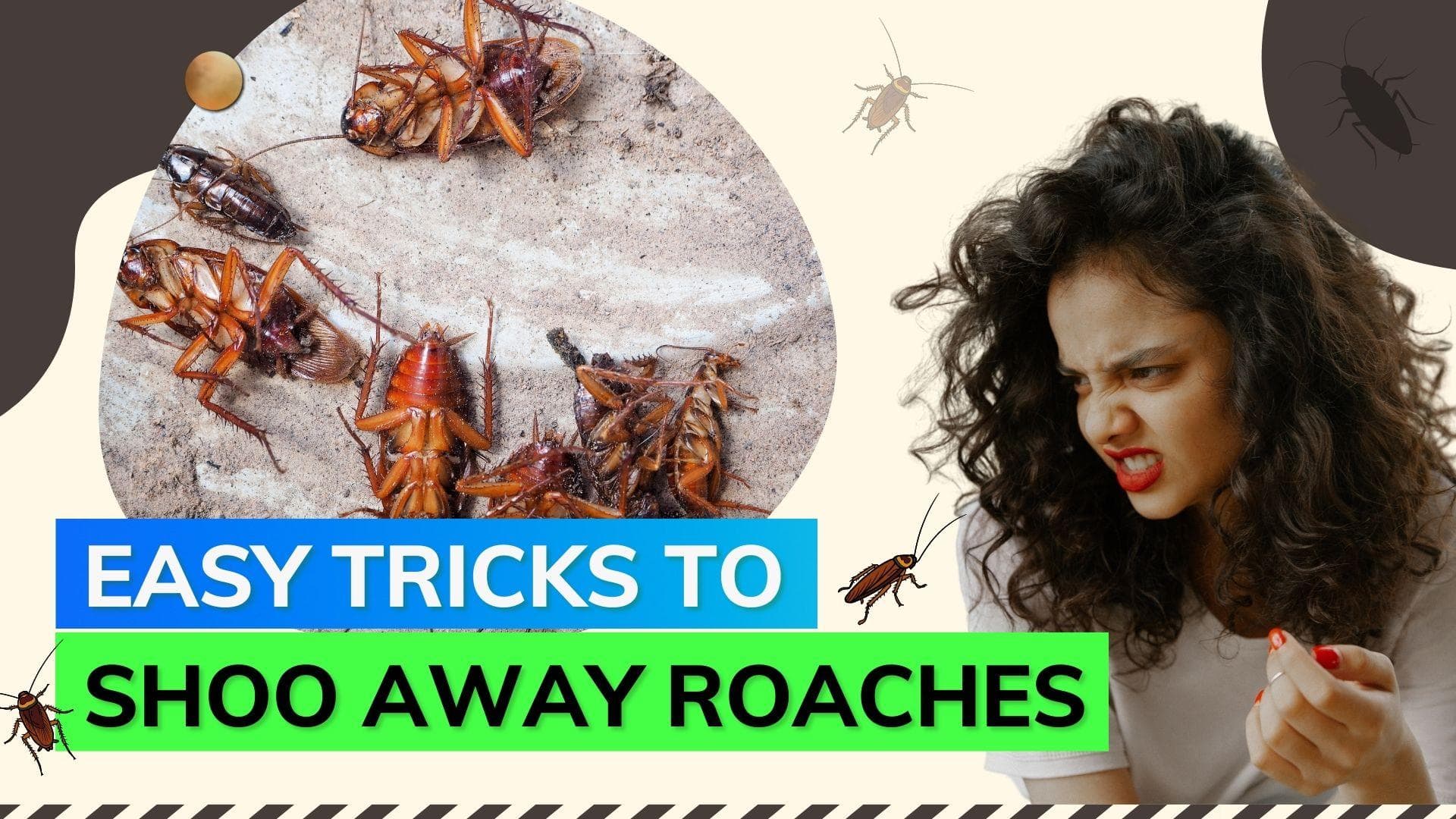 Stubborn cockroaches making life a hell? These easy DIY home tricks will do the job