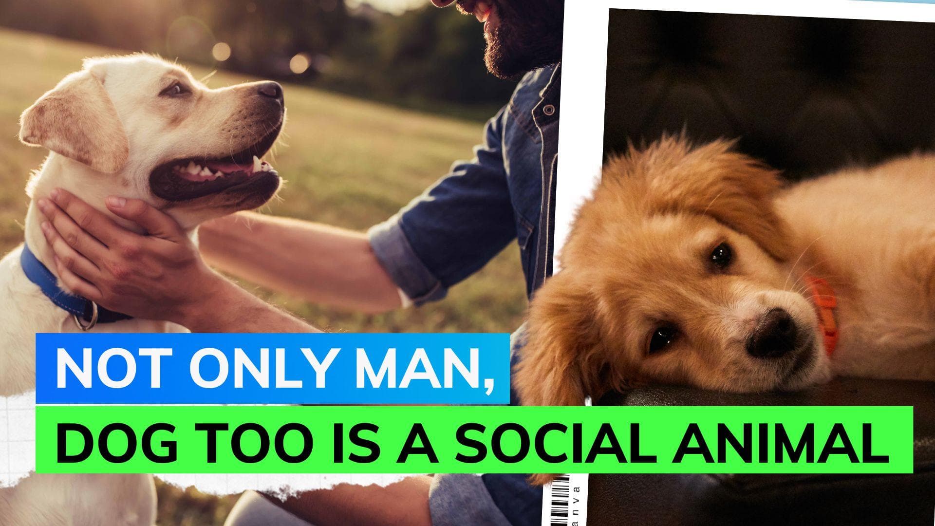 Social interaction with humans gives dogs longer and healthier lives says study