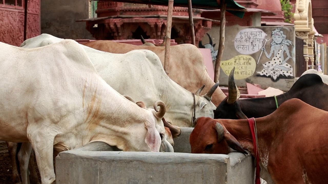 Madhya Pradesh: Cows 'destroy' crop, locals lock hundreds of them in civic body office complex