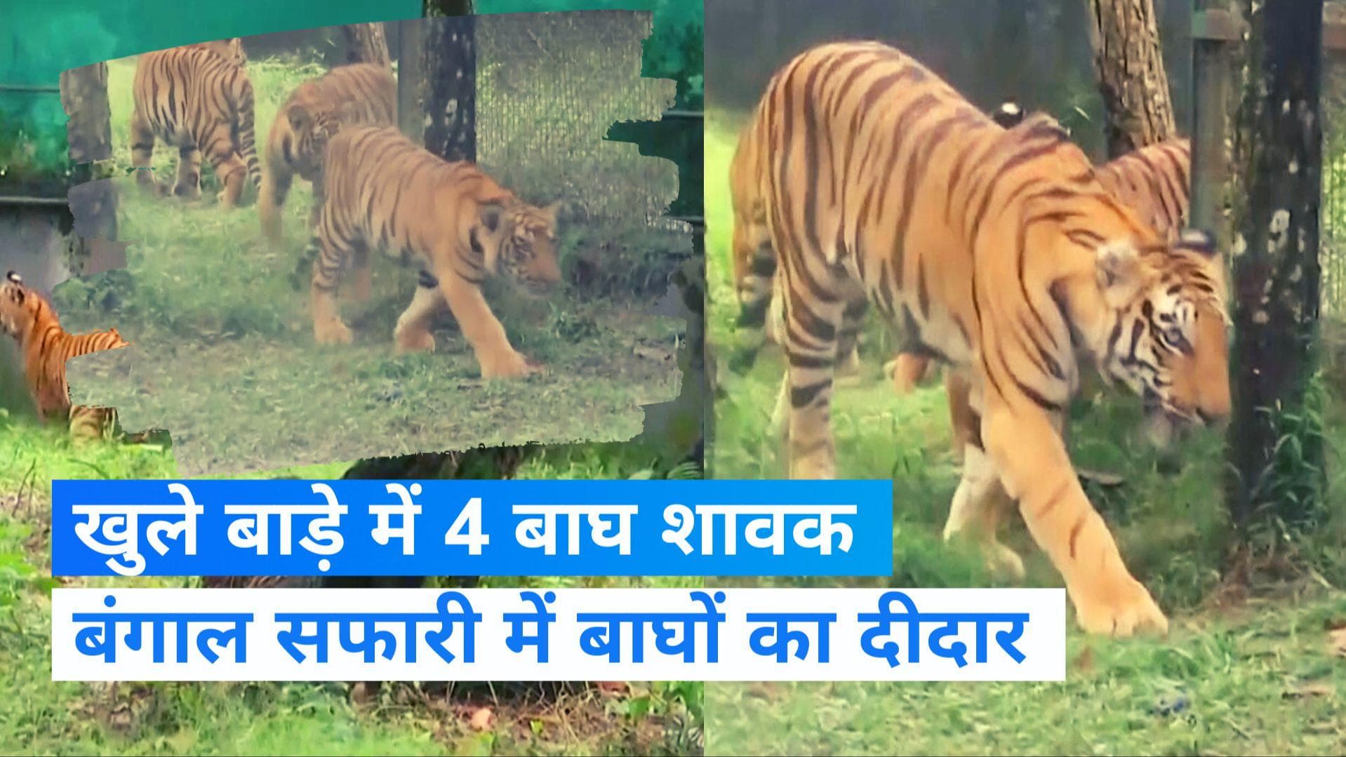 Bengal News: बंगाल सफारी में उठा पाएंगे बाघों को देखने का आनंद, छोड़े गए 4 बाघ शावक