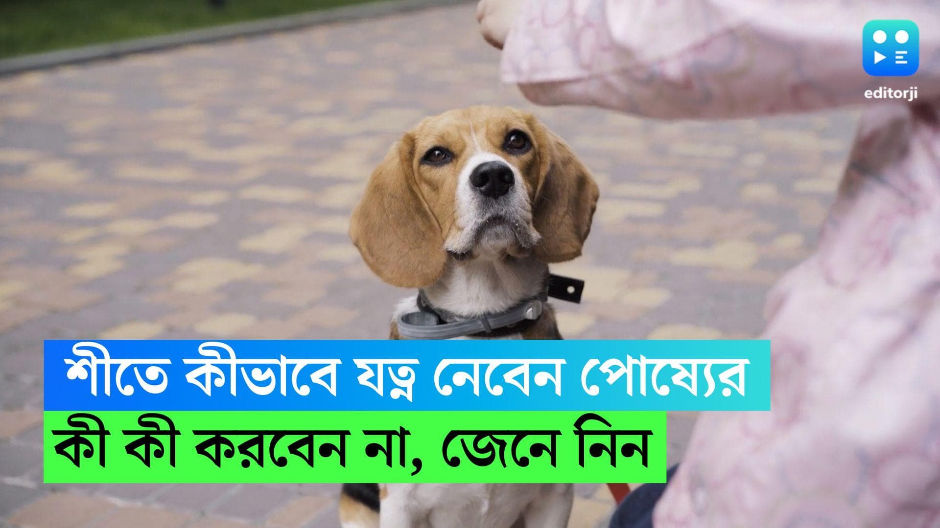 Dog Winter Care:ঠান্ডায় নিজের খেয়াল তো রাখছেন,আদরের পোষ্য সারমেয়টিরও দরকার যত্ন, ওদের ভালো রাখবেন কীভাবে?