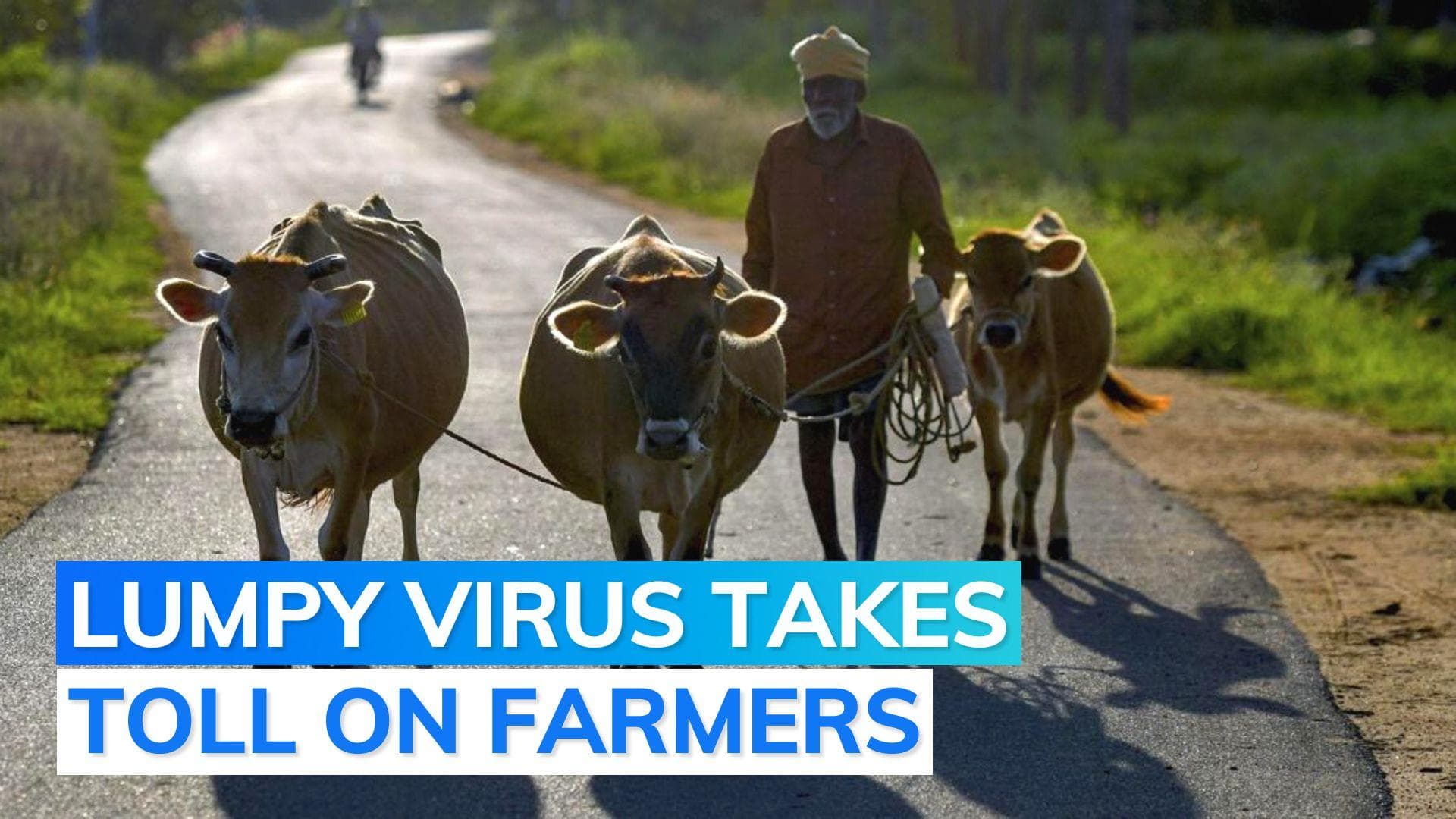 Lumpy skin disease has killed nearly 1,00,000 cows and buffalos in India