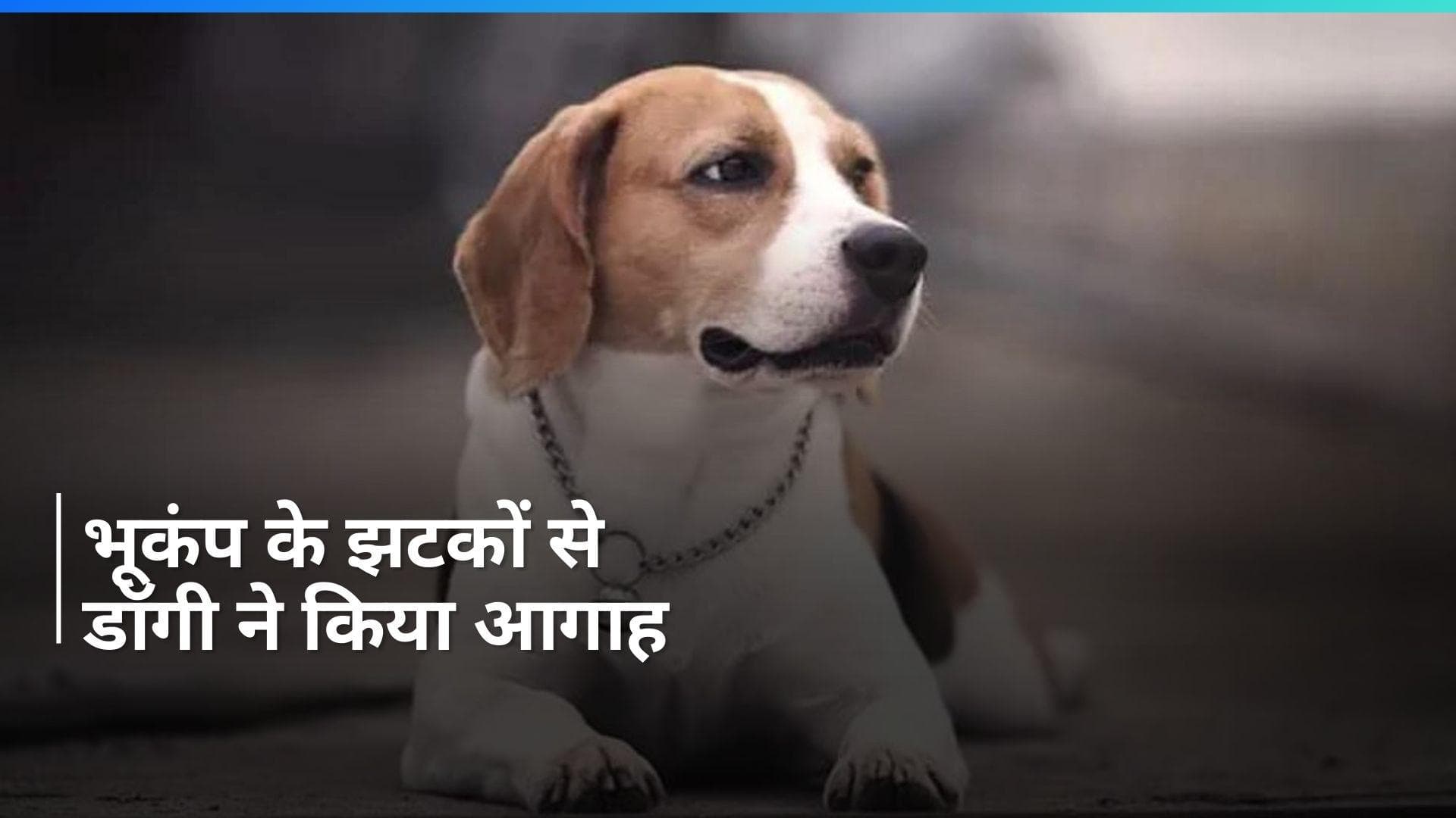 Taiwan में भूकंप आने से पहले ही डॉगी ने बता दिया...उछलकर कूदने लगा, वीडियो देख आप भी चौंक जाएंगे