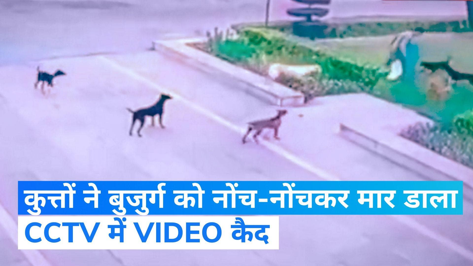 Viral video: AMU कैंपस में कुत्तों ने घेरकर एक शख्स को मार डाला, CCTV में कैद हो गई घटना