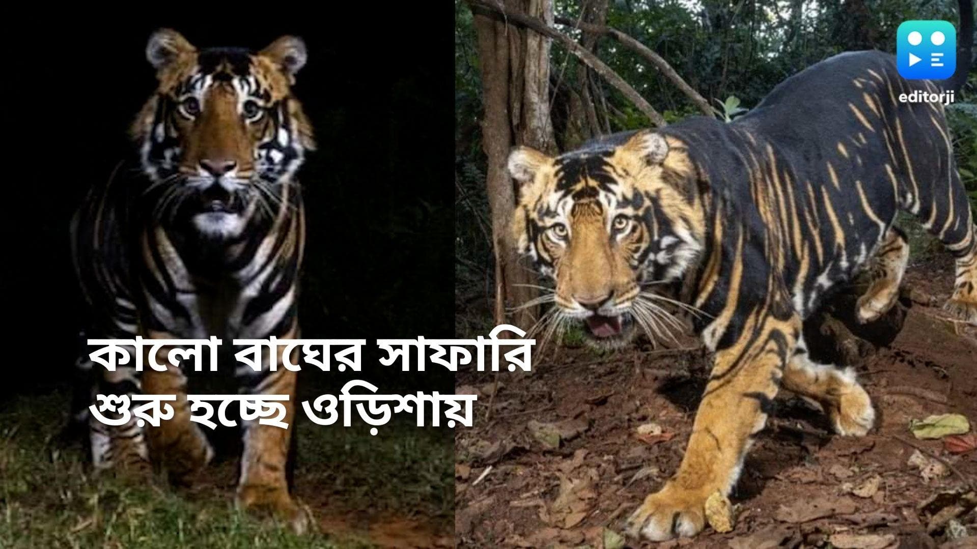 Black Tiger Safari: বাংলার সীমান্ত ঘেঁষা সিমলিপালে হবে অতি বিরল কালো বাঘের সাফারি, ঘোষণা নবীন পট্টনায়কের