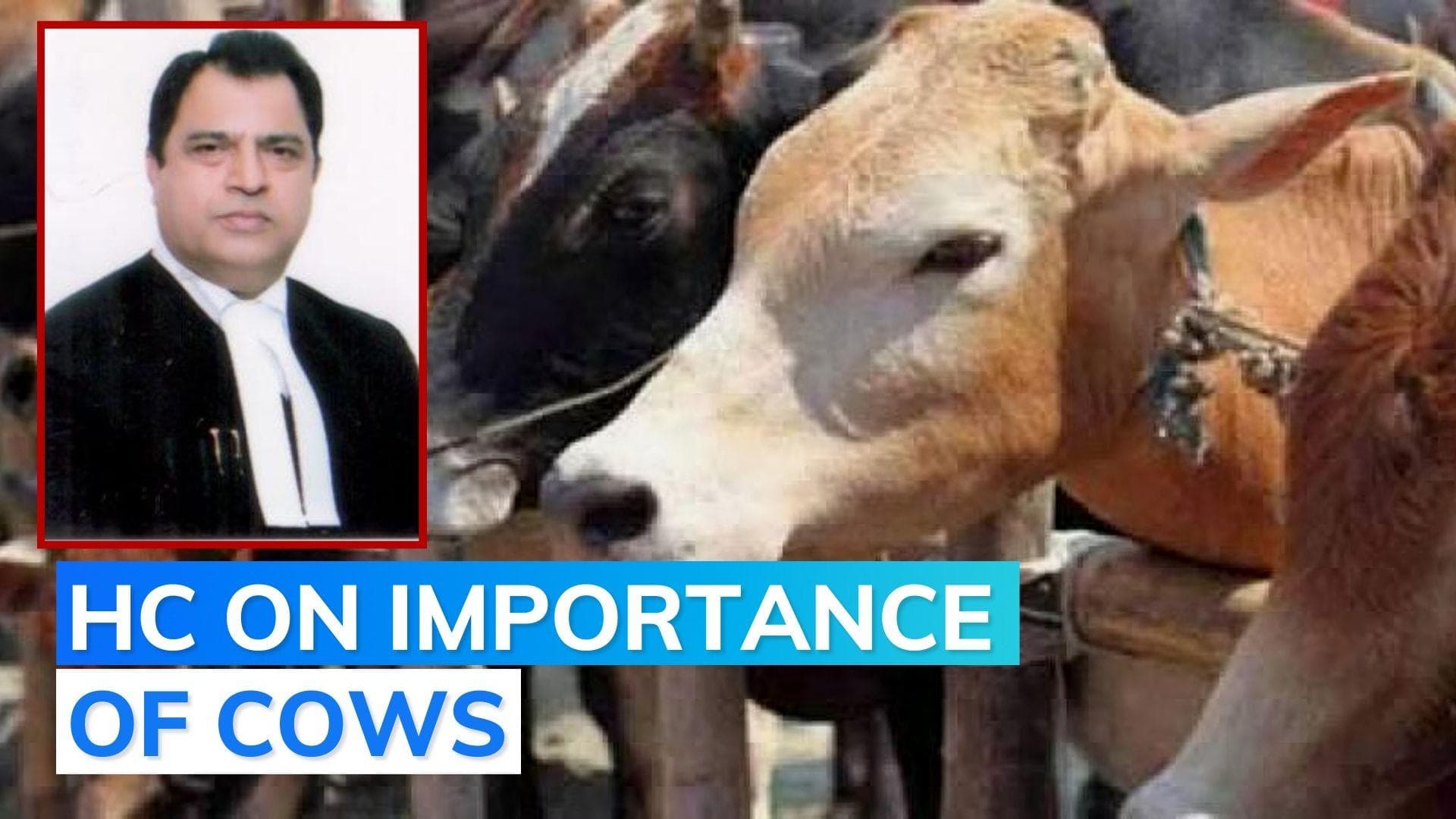 'Anyone who kills cow deemed to rot in hell', Allahabad HC calls for nationwide ban on cow slaughter