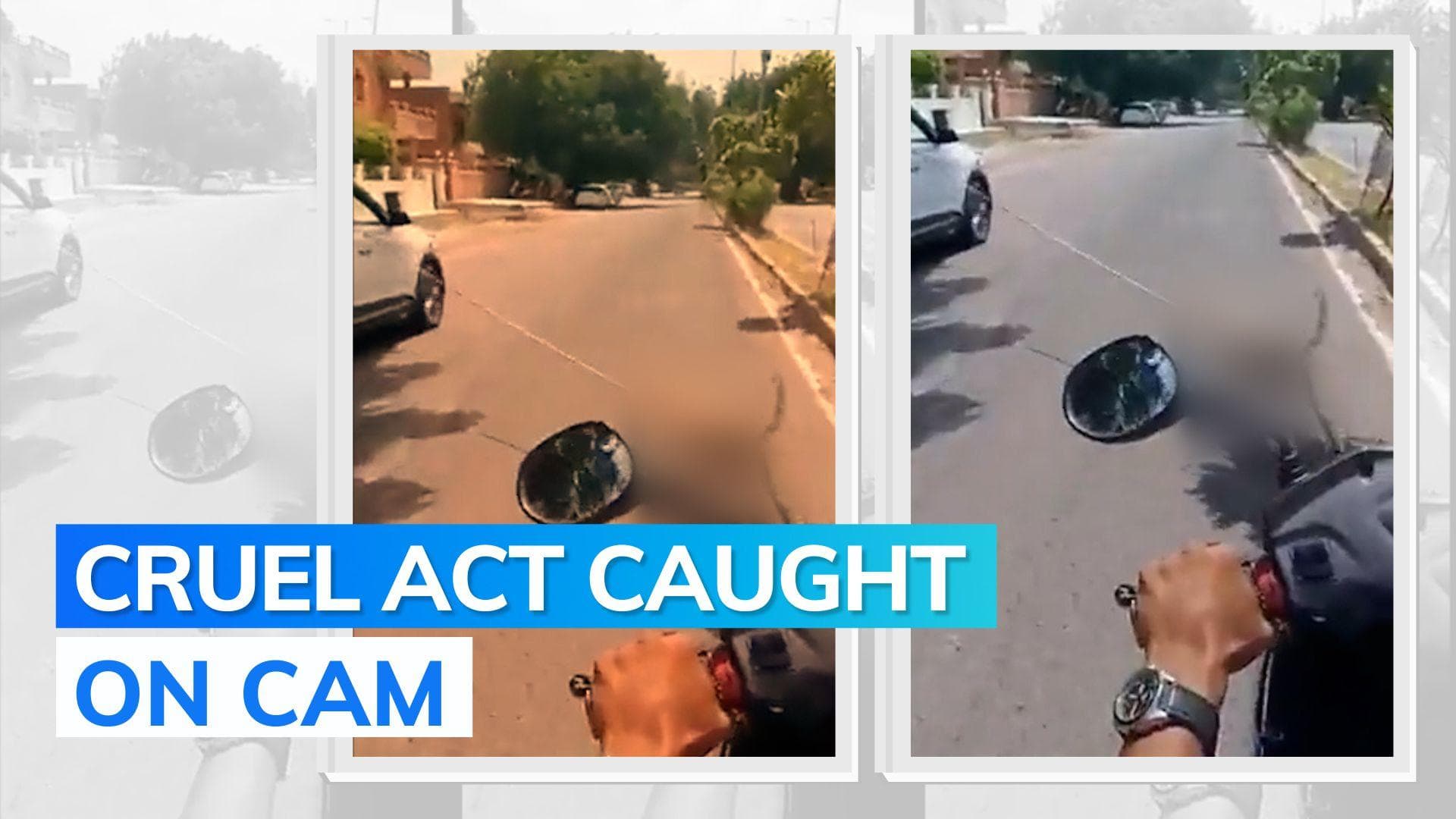 Video: stray dog tied to car, dragged along road; Rajasthan doctor booked