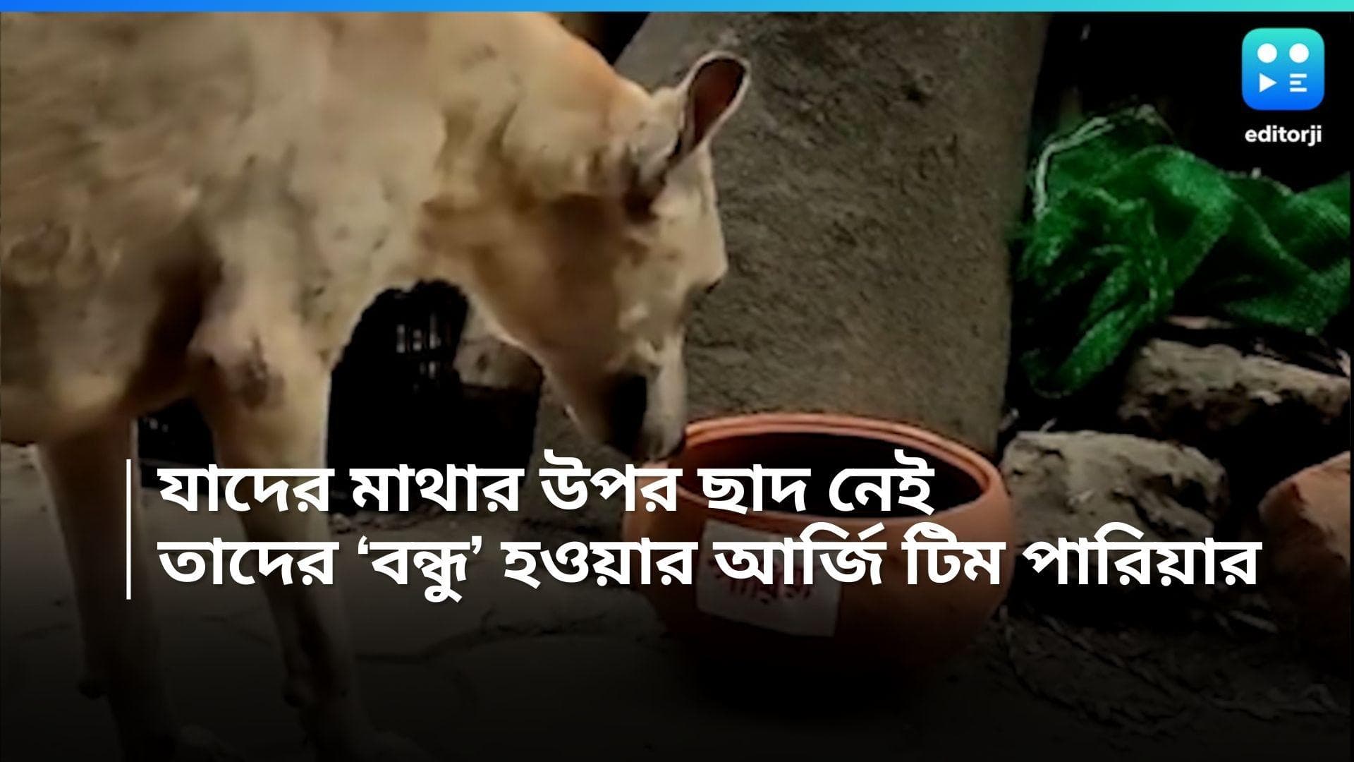 Pariah: 'বন্ধু হয়ে উঠুন', তীব্র গরমে পথকুকুর, পাখিদের জন্য মাটির পাত্রে জল রাখার আবেদন টিম পারিয়ার 