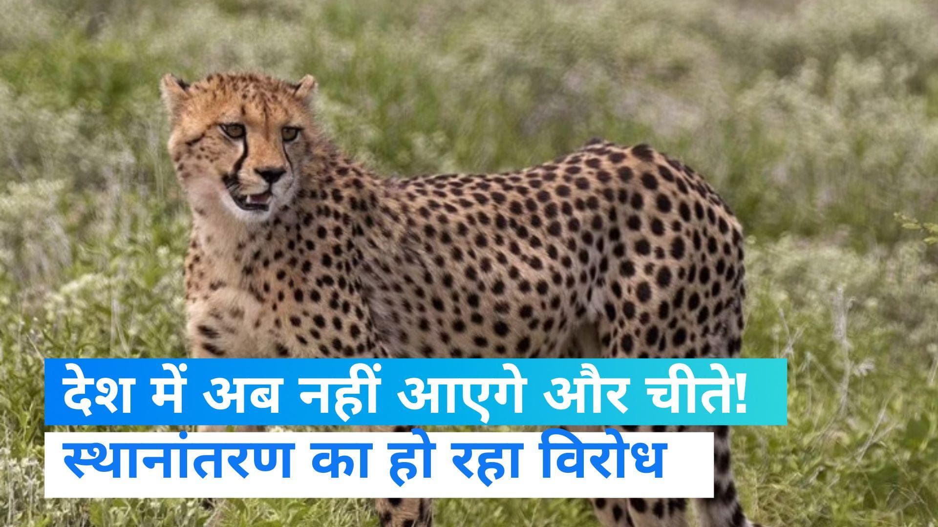 Cheetah: चीता को भारत लाने की योजना को लग सकता झटका, एनिमल राइट्स ग्रुप ने किया विरोध   