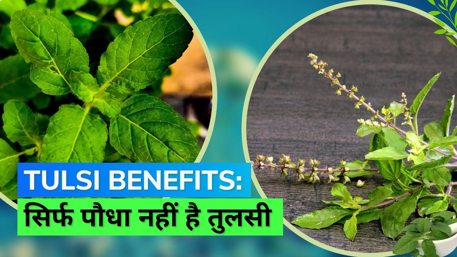 5 Benefits of Tulsi: घर में तुलसी पौधा रखने के हैं लाजवाब फायदे, जानिये यहां