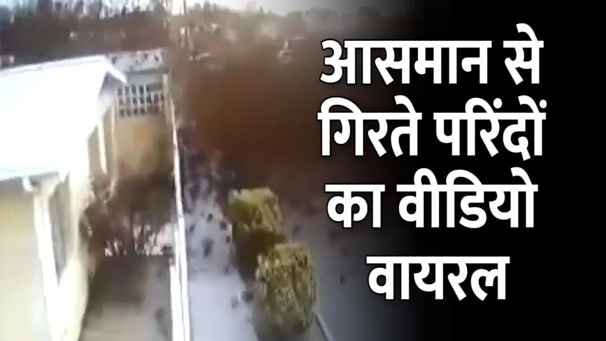 Mexico: आसमान से अचानक गिरा परिंदों का झुंड, जमीं पर पहुंचते ही कईयों की गई जान...वीडियो वायरल