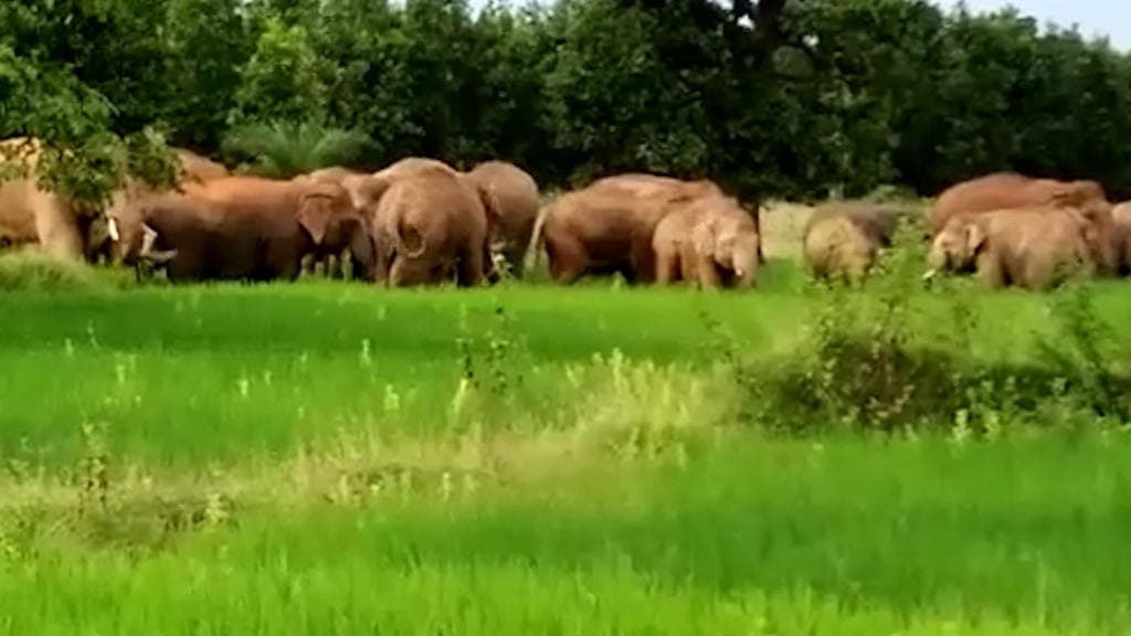 Elephant in Bankura: ফসল নষ্ট করছে হাতির পাল, বাঁকুড়ায় বন দফতরের অফিস ঘেরাও গ্রামবাসীদের
