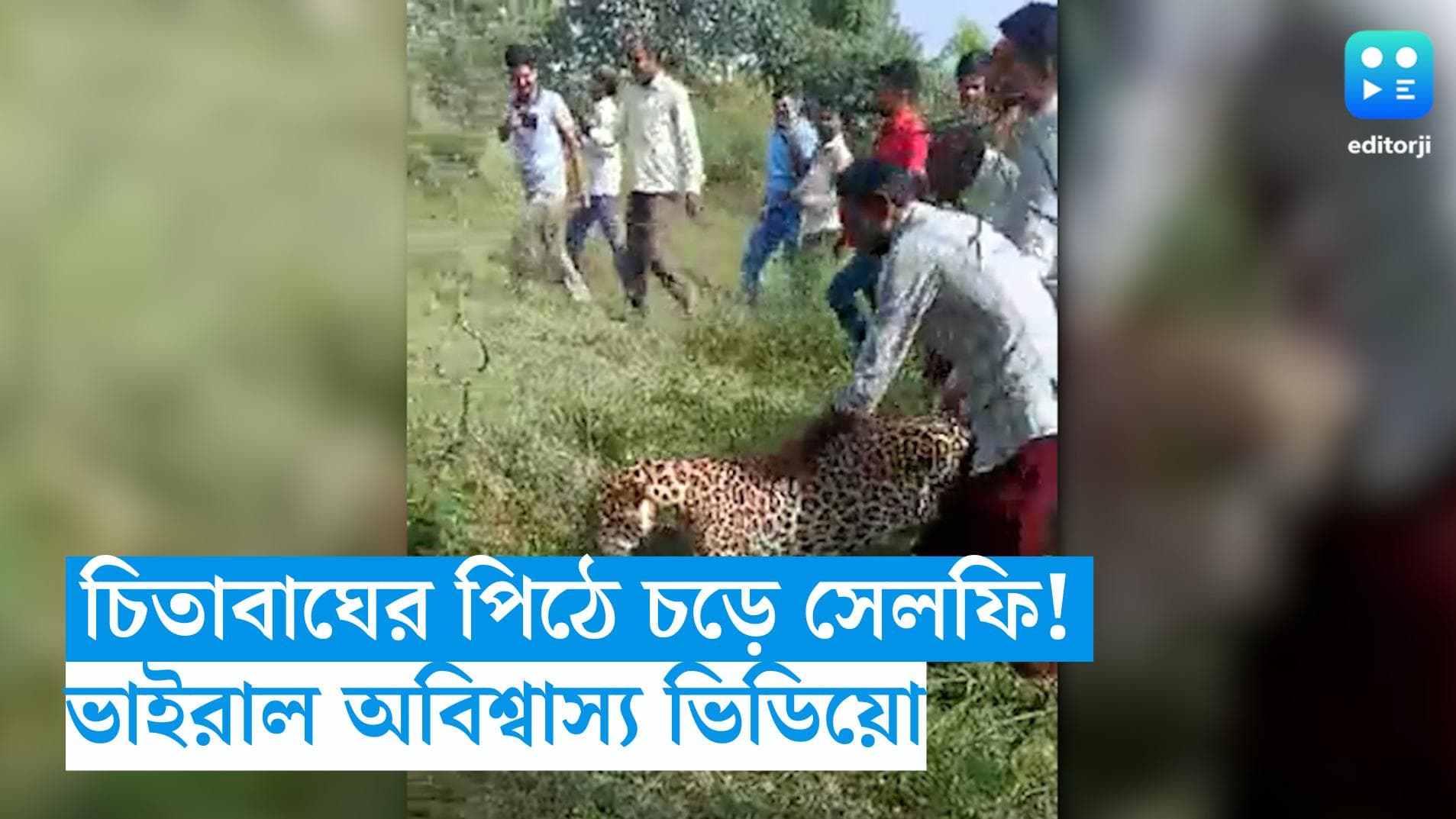 Madhya Pradesh Viral Video: চিতাবাঘের পিঠে চড়ে সেলফি! ভাইরাল অবিশ্বাস্য ভিডিয়ো