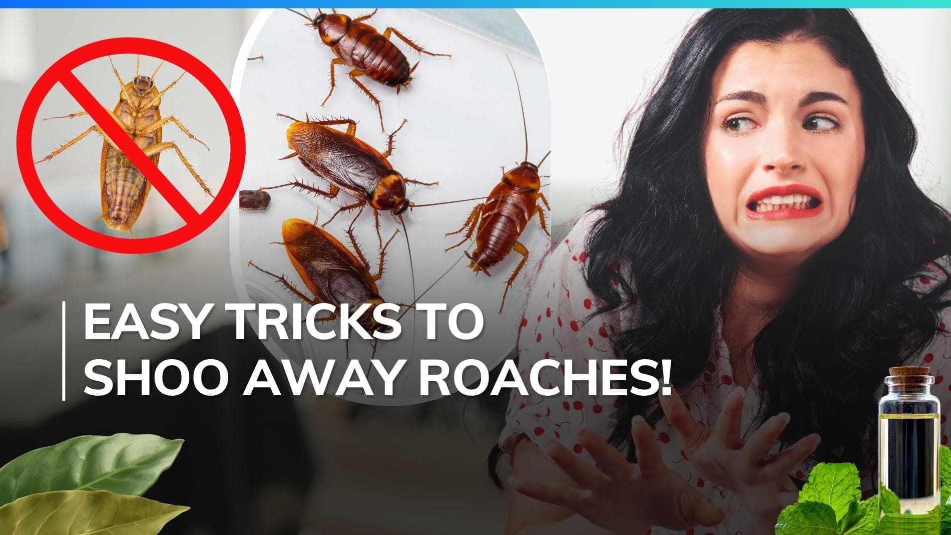 Cockroach trouble? Jot down these easy and natural ways to banish the nasty urchins from your home