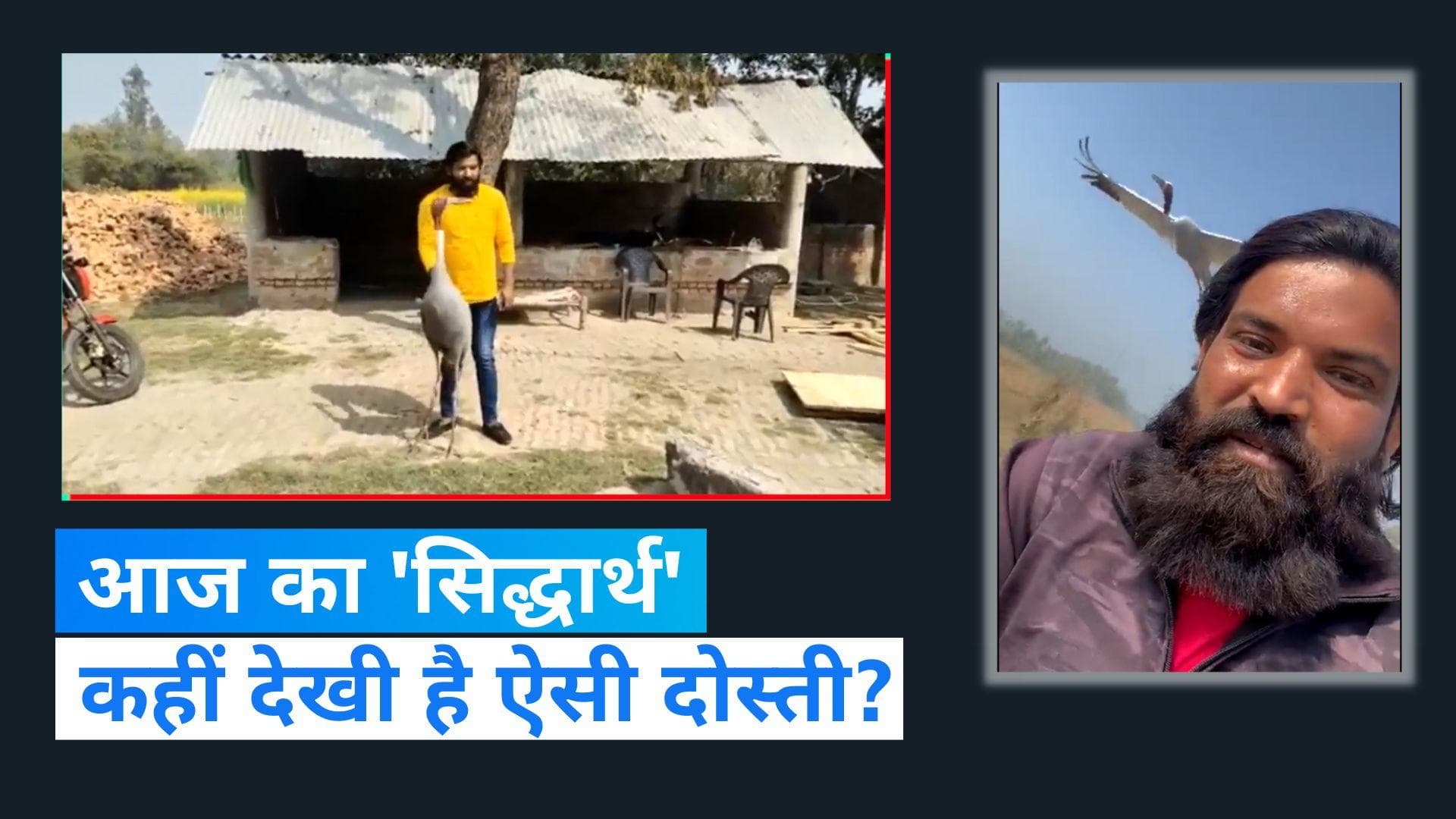 Viral Video: अमेठी के आरिफ ने बचाई जिस सारस की जान, उससे हो गई पक्की दोस्ती